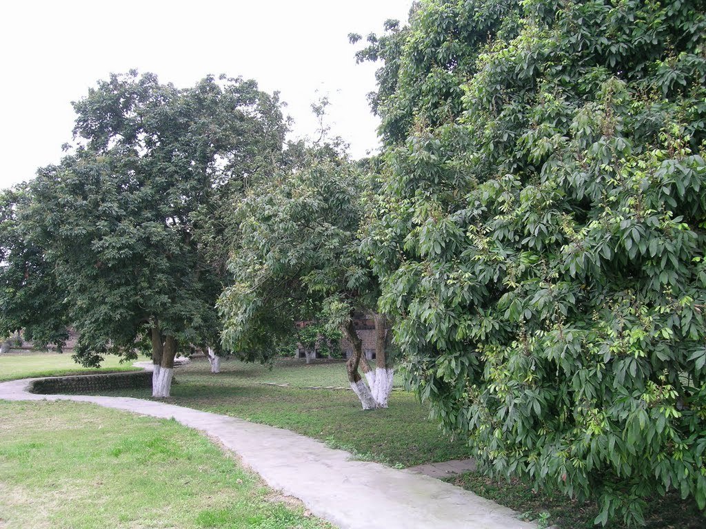 中文学名 龙眼树 界 植物界 门 被子植物门 纲 双子叶植物纲 目 无患