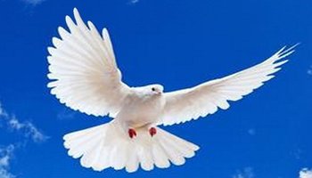 直到和平鸽纪元初,鸽子才被当做和平的象征.