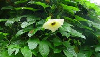 木鳖根