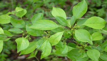 eae 目:管花目tubiflorae 科:鼠李科rhamnaceae 属:鼠李属rhamnus 种