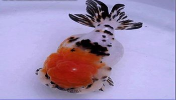 兰寿金鱼