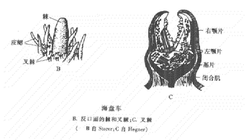 叉棘