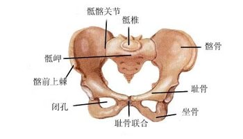 坐骨结节(ischial tuberosity),是坐骨最低部,可在体表扪到.