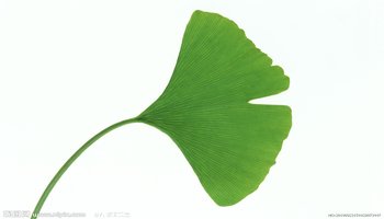 叶子-高等植物营养器官图片