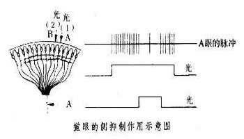 侧抑制