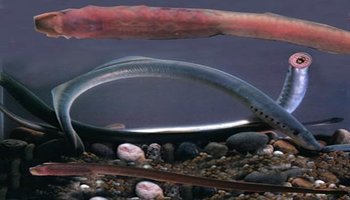 七鳃鳗 拉丁学名:lampetra japonica(martens 别称:八目鳗,七星子