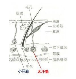 大汗腺较小汗腺腺体为大,腺体呈叶囊状,排泄管开口于毛根附近,分布于