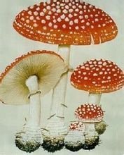 外生菌根菌