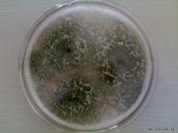 木霉菌属培养