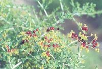 白刺（海葚子）