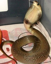你了解眼镜蛇的饲养方法吗