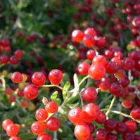 白刺（海葚子）