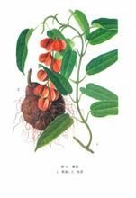 植物薯莨及块茎(图1)