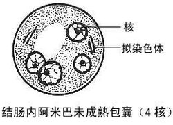 结肠内阿米巴