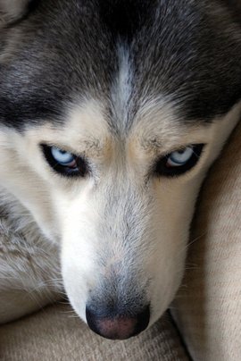 白眼狼纹身内容图片分享