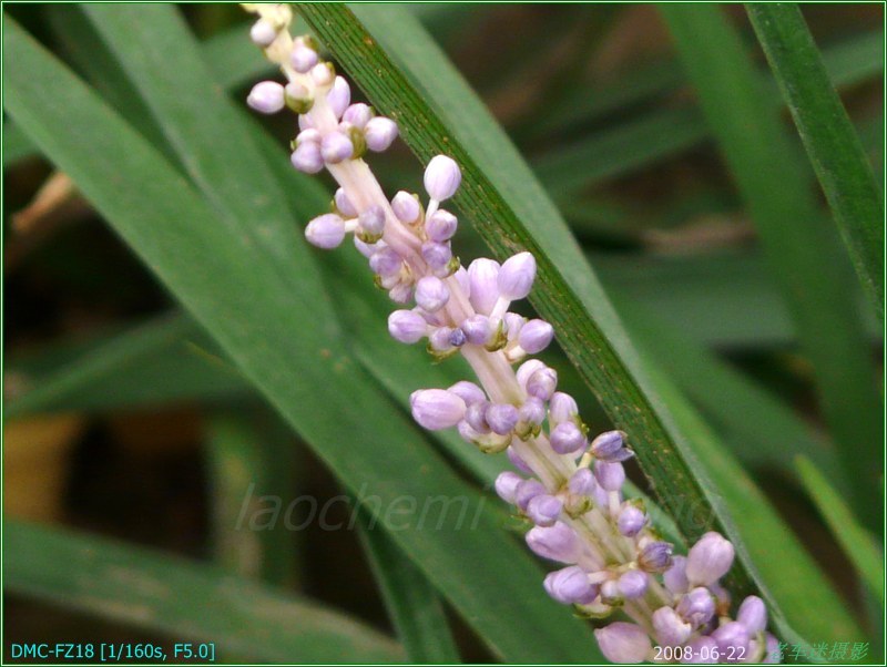 科名:繖形花科 背な草开花!(20080622随拍)!