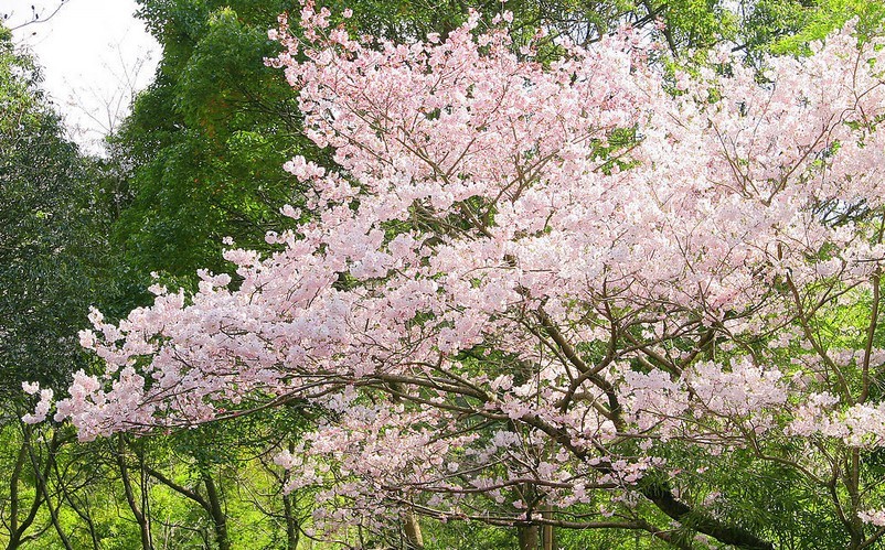 樱花