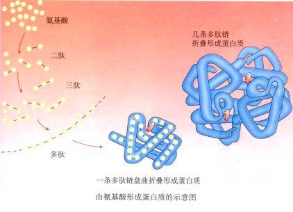 多个氨基酸之间通过肽键连接起来,形成的化合物叫做肽链