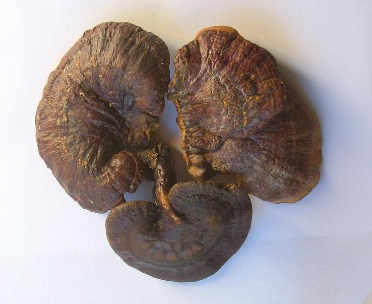 灵芝排名_野生灵芝图片(3)