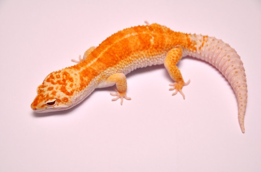 两栖爬行动物保护协会csar的微博