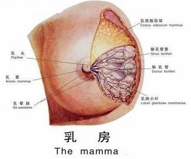 乳房的结构