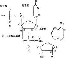 核糖核苷酸