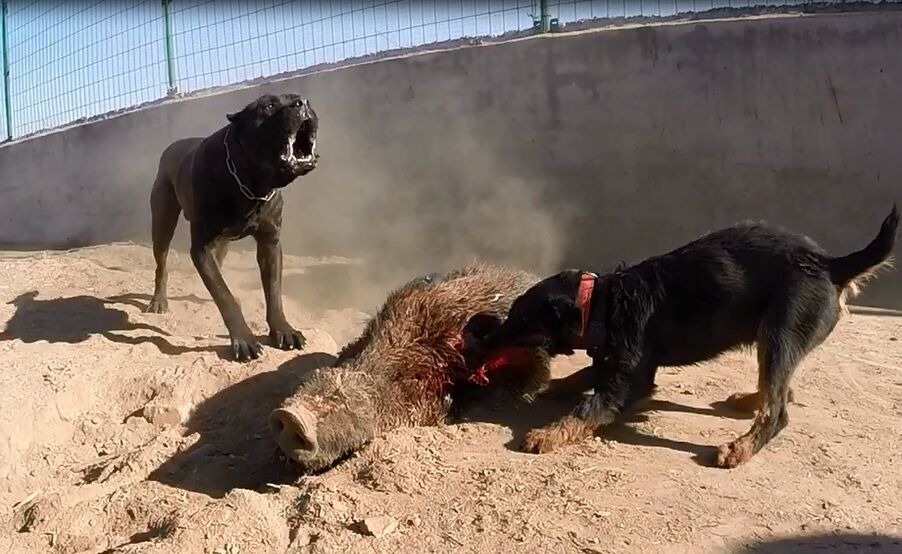 卡斯罗排名_卡斯罗犬图片(3)