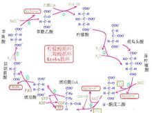 克雷布斯与三羧酸循环的发现_王宇