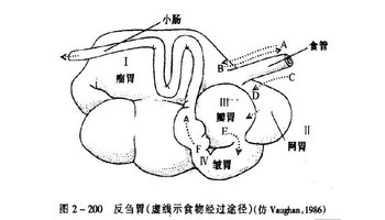 偶蹄目反刍亚目动物(牛,羊,鹿等)的胃分为四部分:瘤胃,网胃,瓣胃和