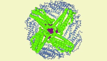 sf=serum ferritin,血清铁蛋白,是血液内结合状态的铁.