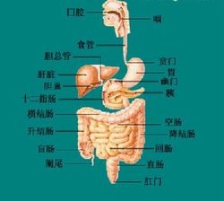 食管图片位置示意图-千图网