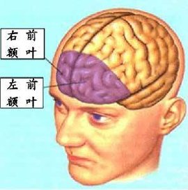 额叶_360百科