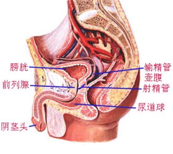 前列腺位置 图片 