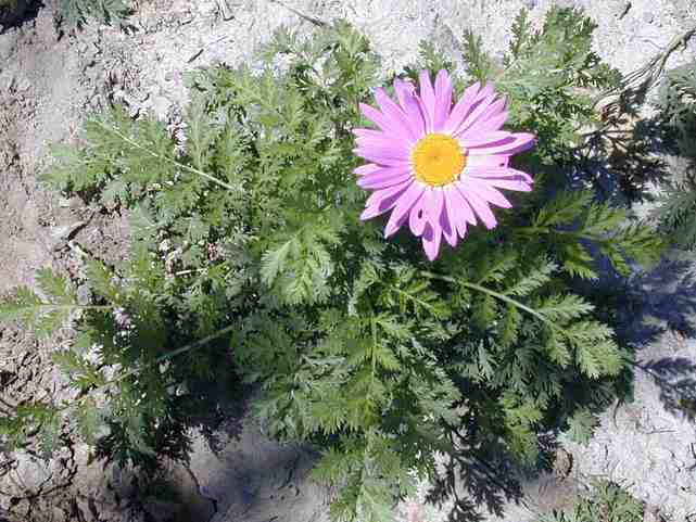 白花除虫菊