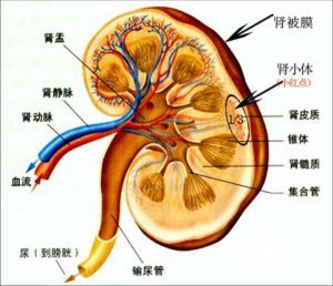 肾间质解剖图图片